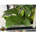 Kaméleon terrárium 40x40x60 cm háttér nélküli, berendezett - 96 liter